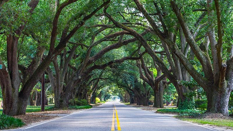 Tree-lined avenue in Aiken, South Carolina